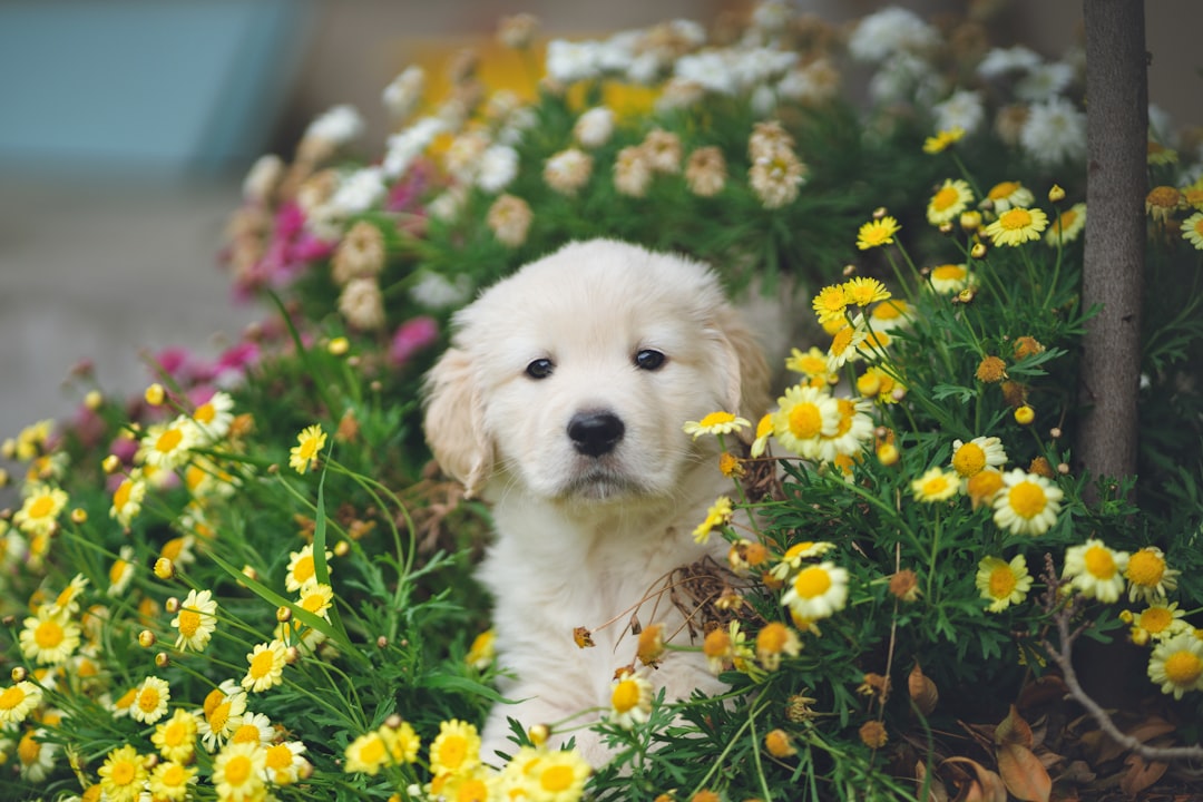 Photo Golden Retriever